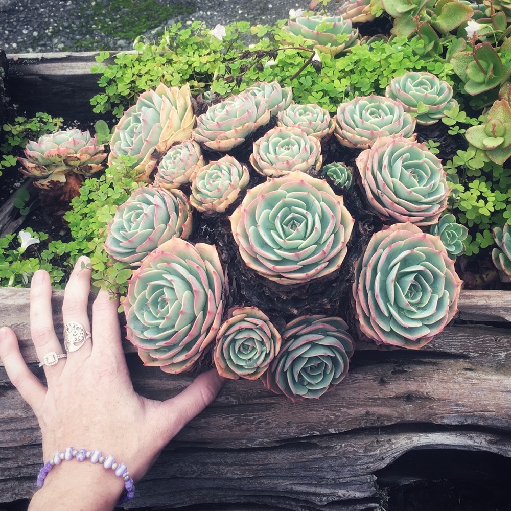 Meet your Posher, Maime